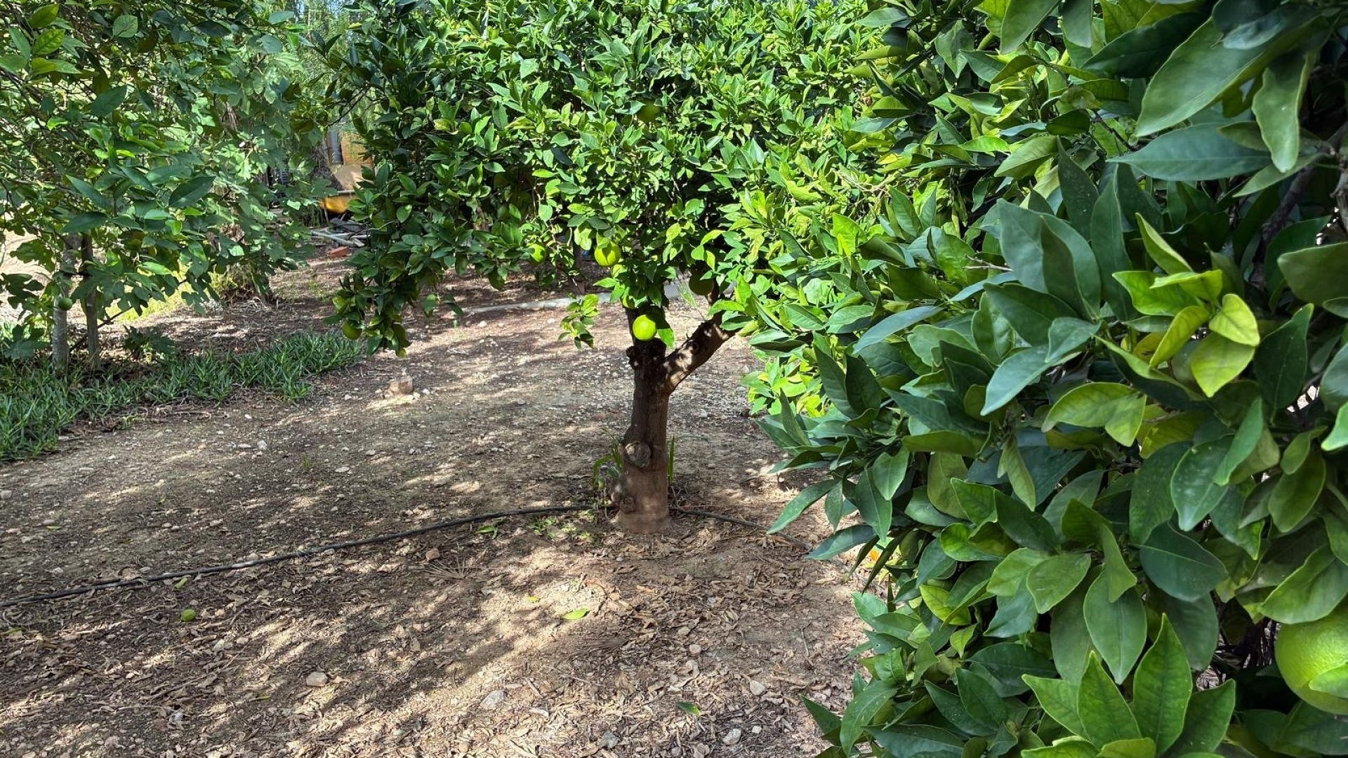 Resale - Villa - Crevillente - crevillente