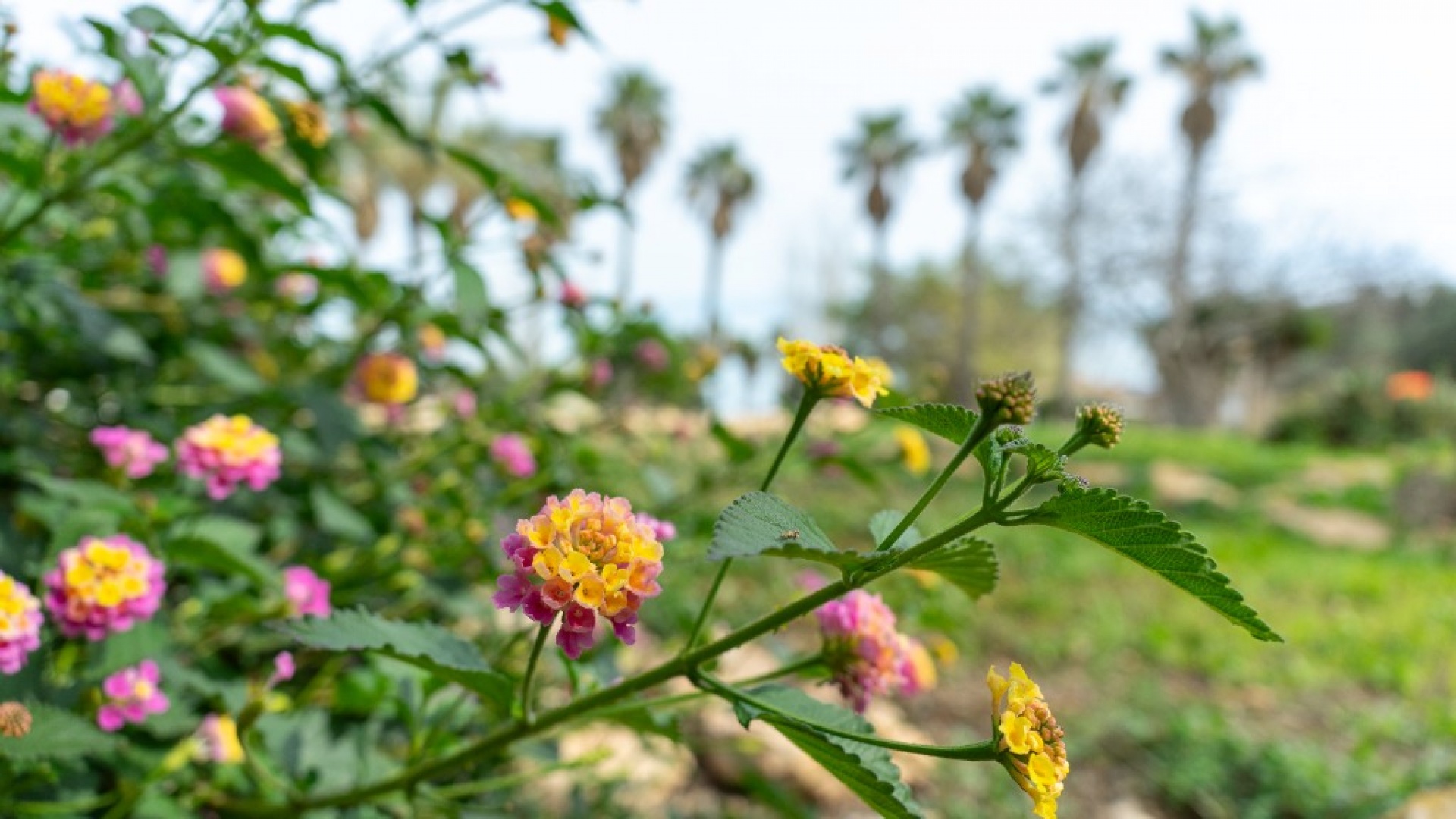 Resale - Villa - Torrevieja - Los Altos