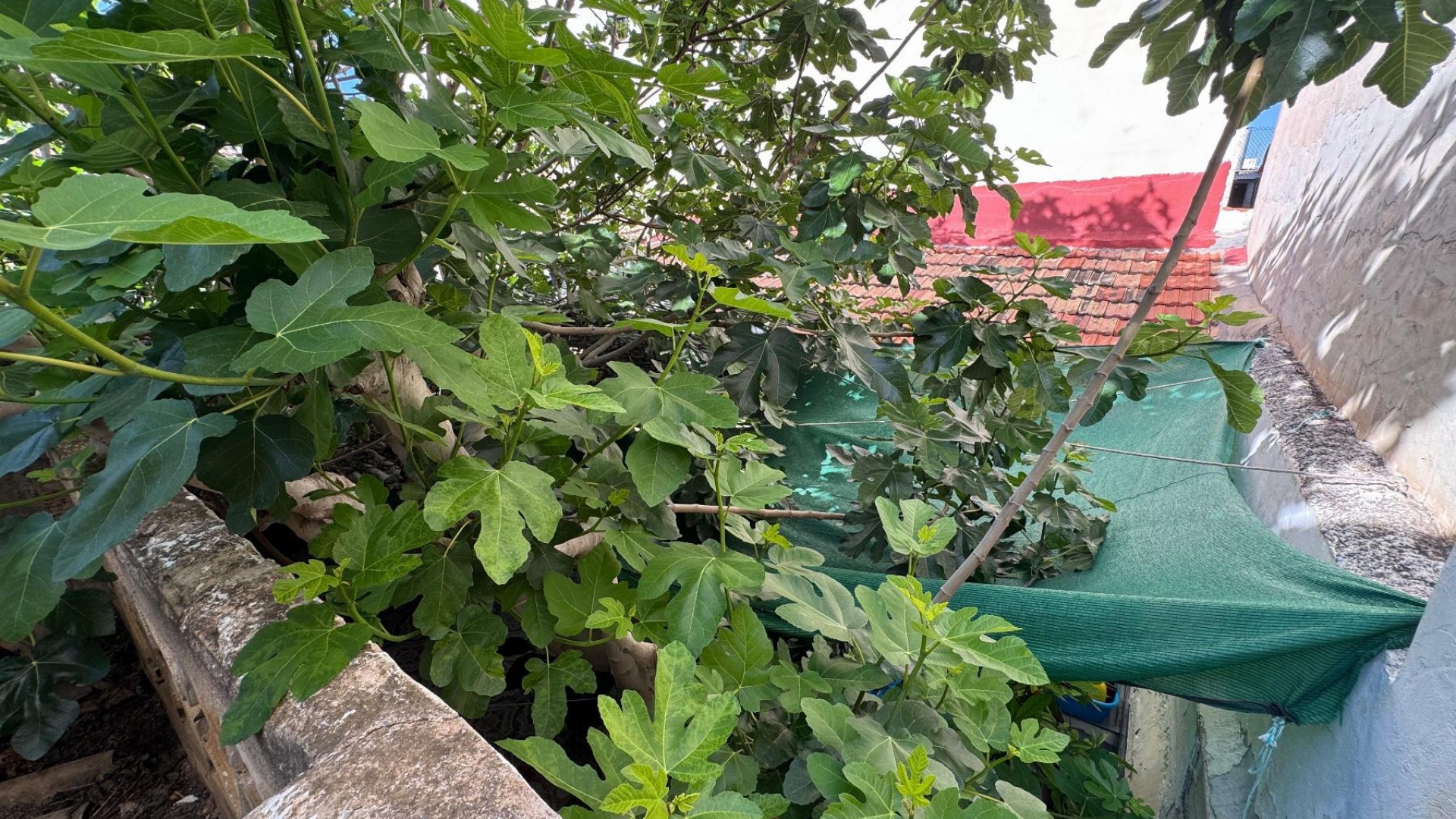 Revente - Appartement - Benejuzar - benejuzar