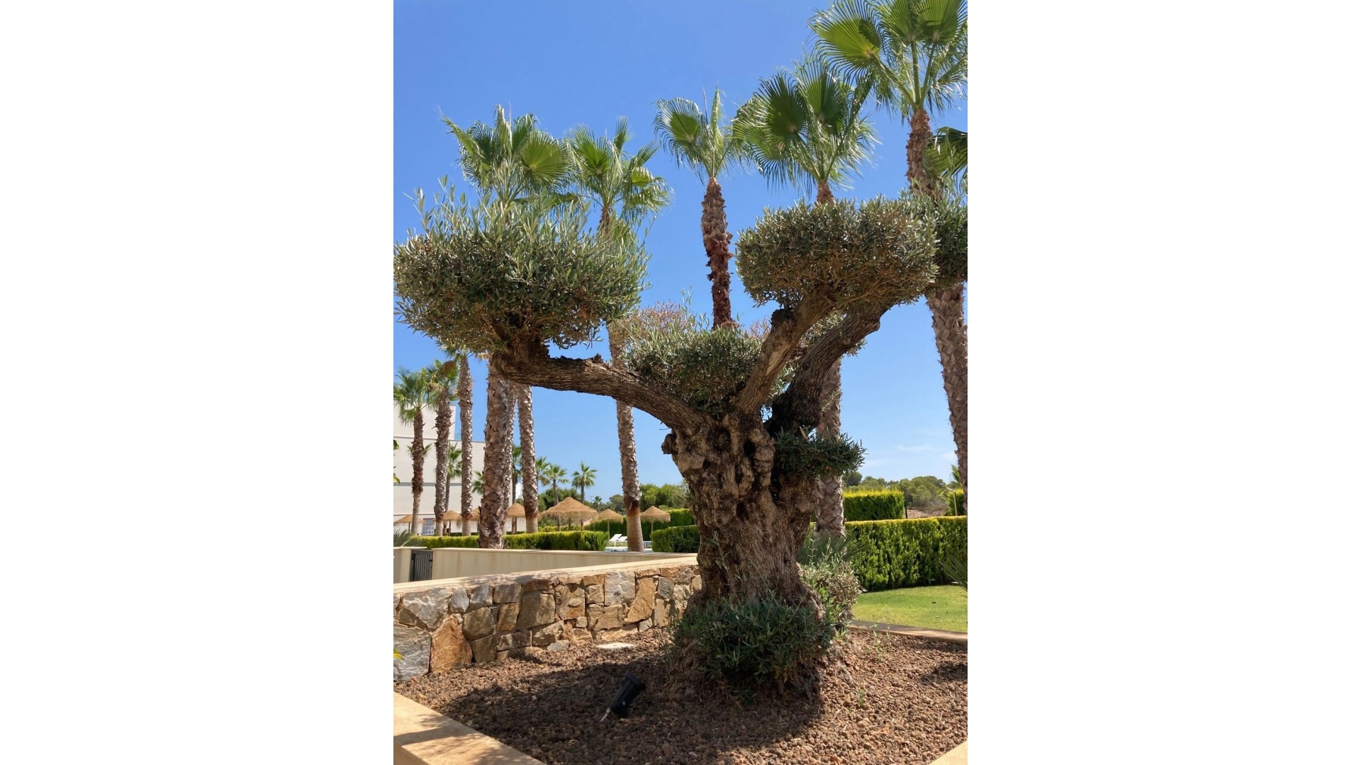 Revente - Appartement - Orihuela - Las Colinas Golf Resort