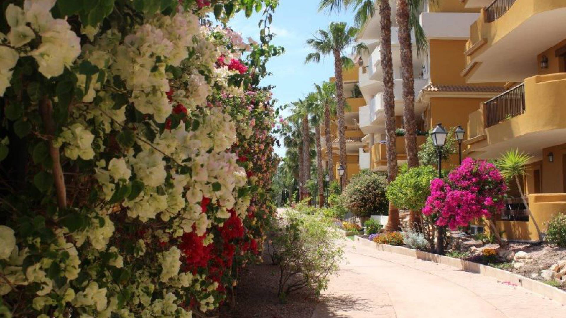 Revente - Appartement - Punta Prima - panorama park