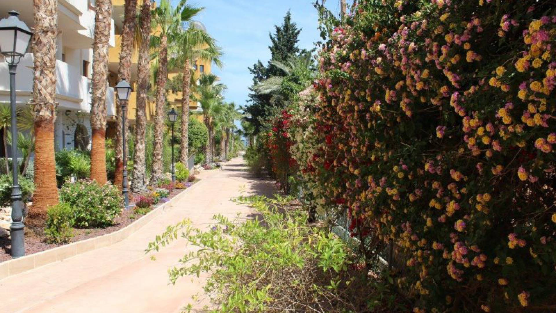 Revente - Appartement - Punta Prima - panorama park