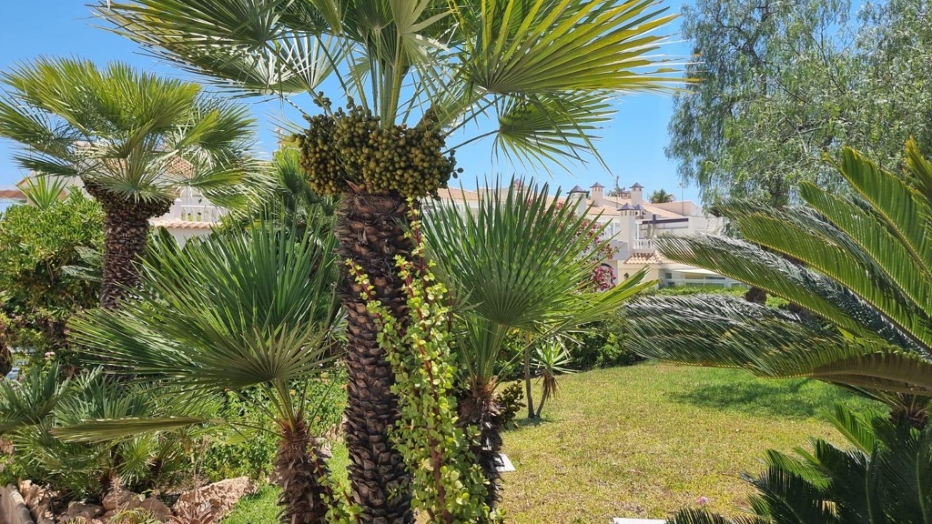 Revente - Appartement - Torrevieja - Los Balcones