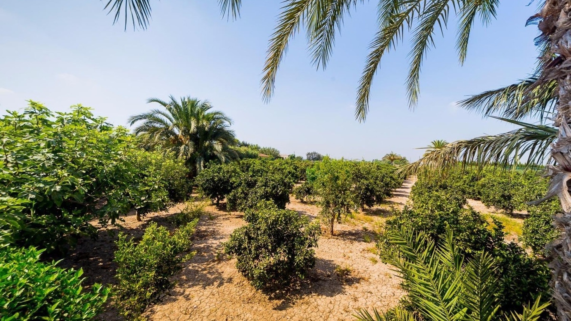 Revente - Country Property - Almoradi - Almoradi Centro