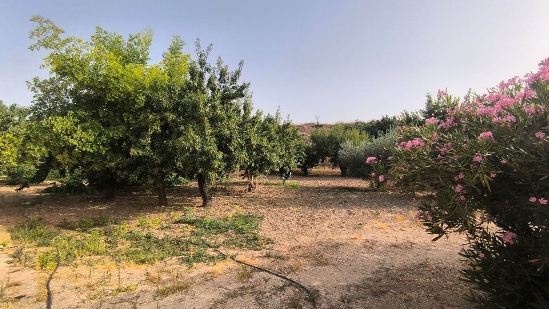 Revente - Country Property - Pinoso - Pinoso Centro