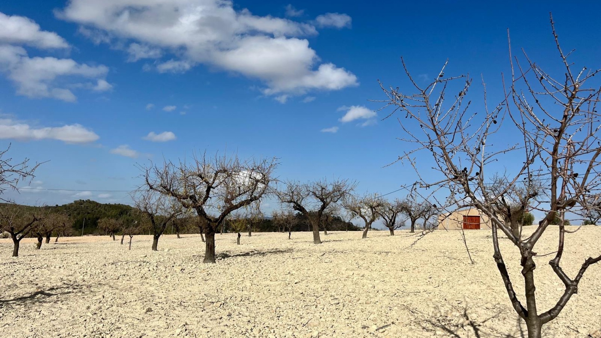 Revente - Parcelle - Bullas - Costa Calida