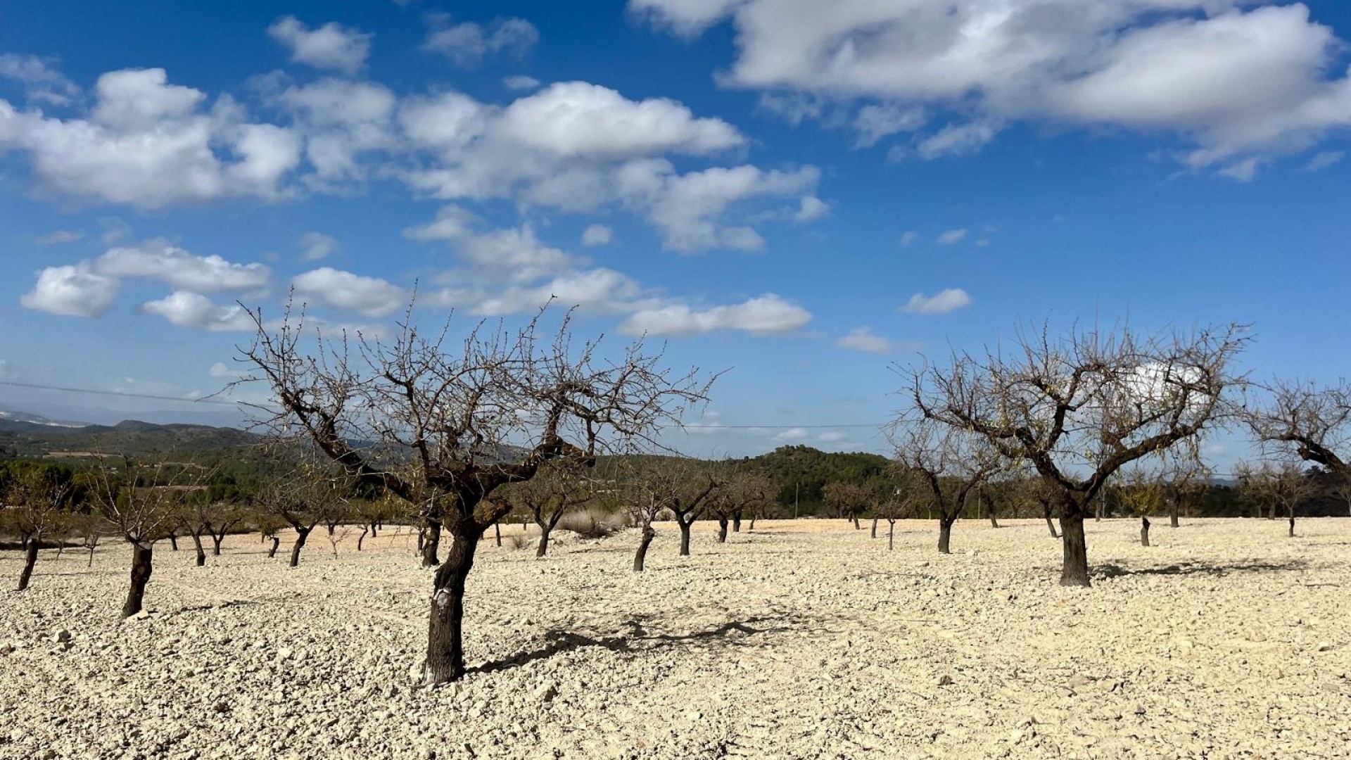Revente - Parcelle - Bullas - Costa Calida