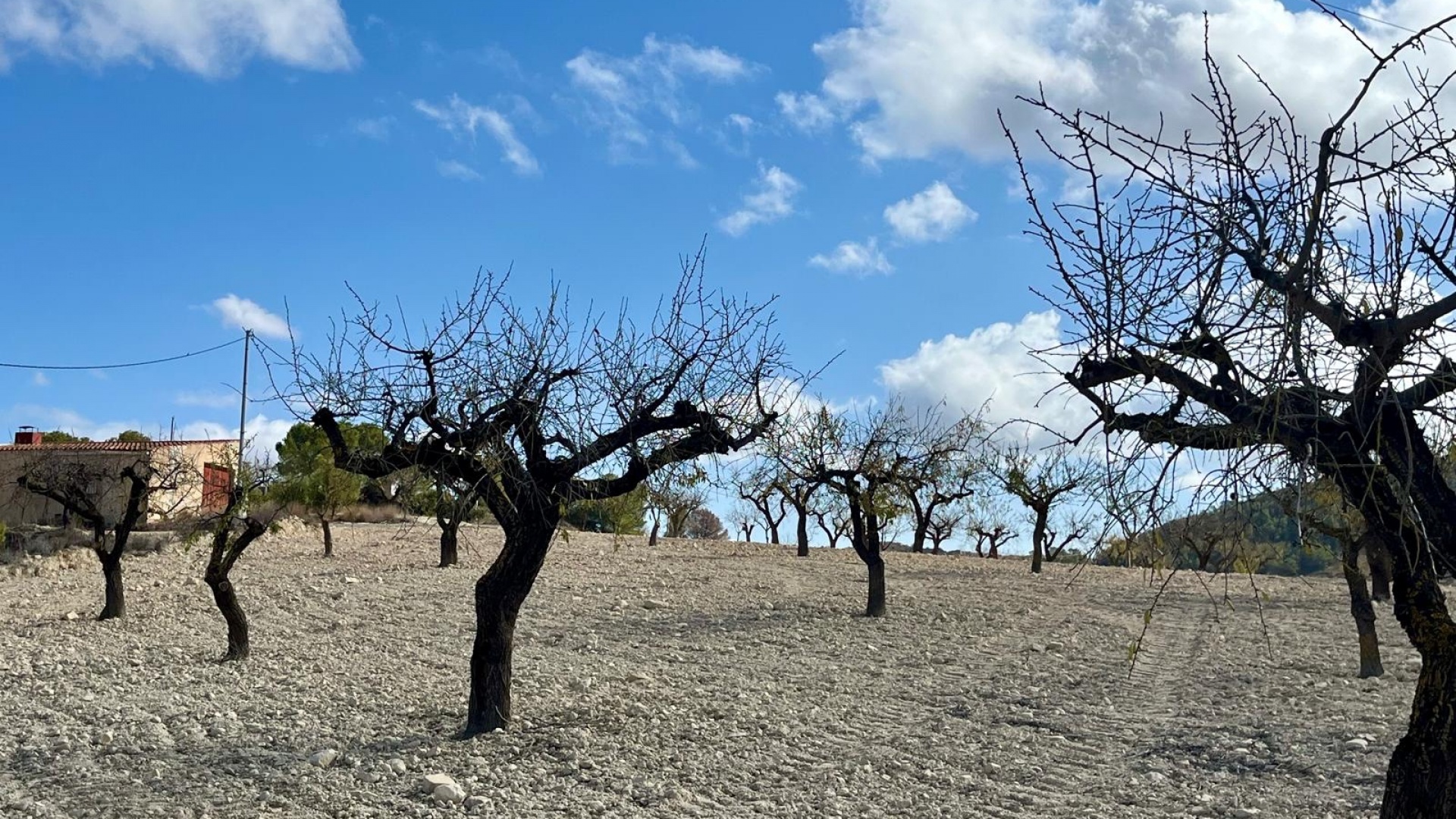 Revente - Parcelle - Bullas - Costa Calida