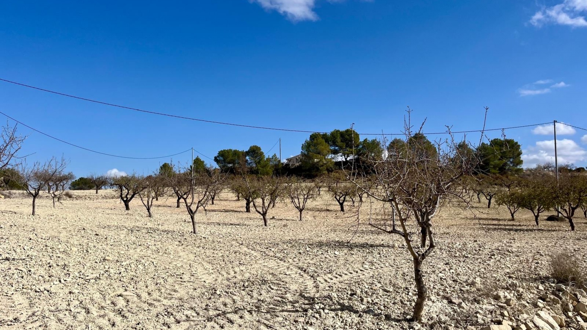 Revente - Parcelle - Bullas - Costa Calida
