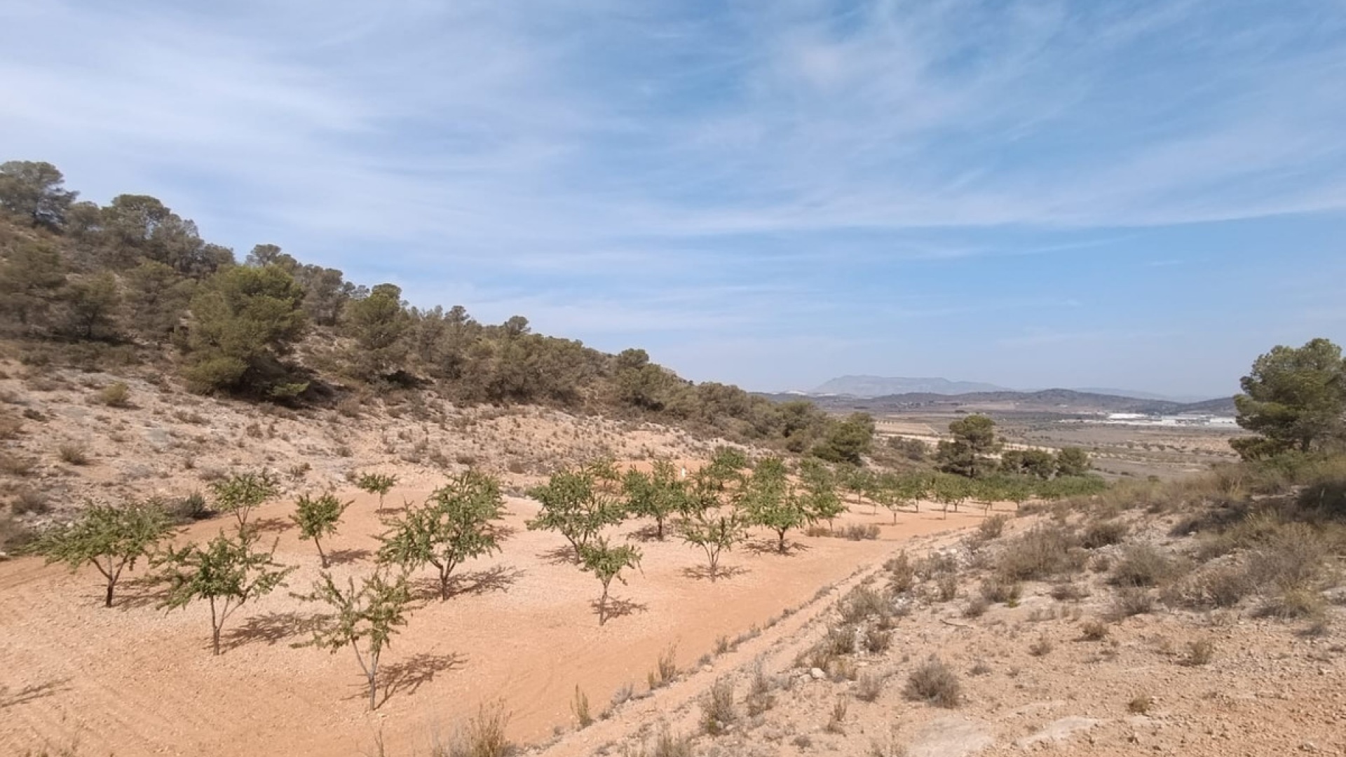 Revente - Terre - Abanilla - Abanilla Centro