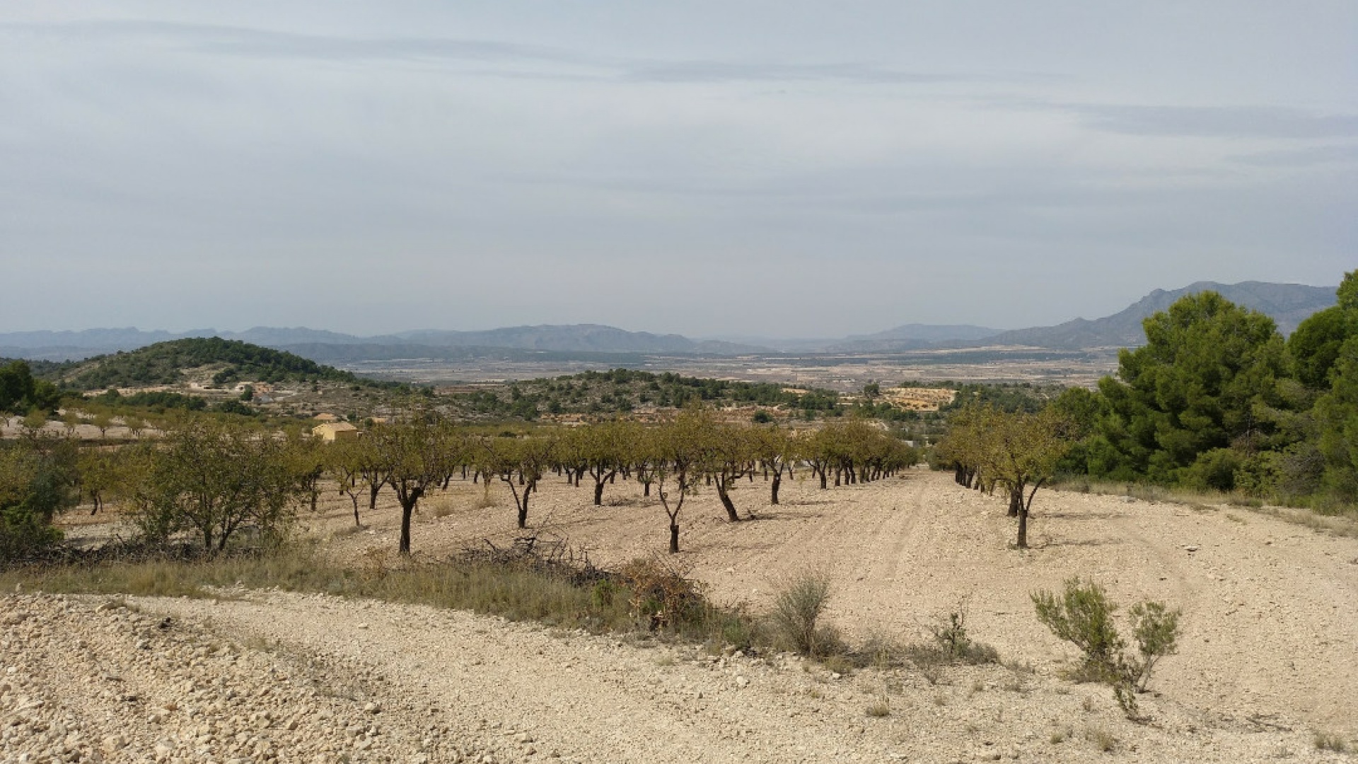 Revente - Terre - Abanilla - Abanilla Centro