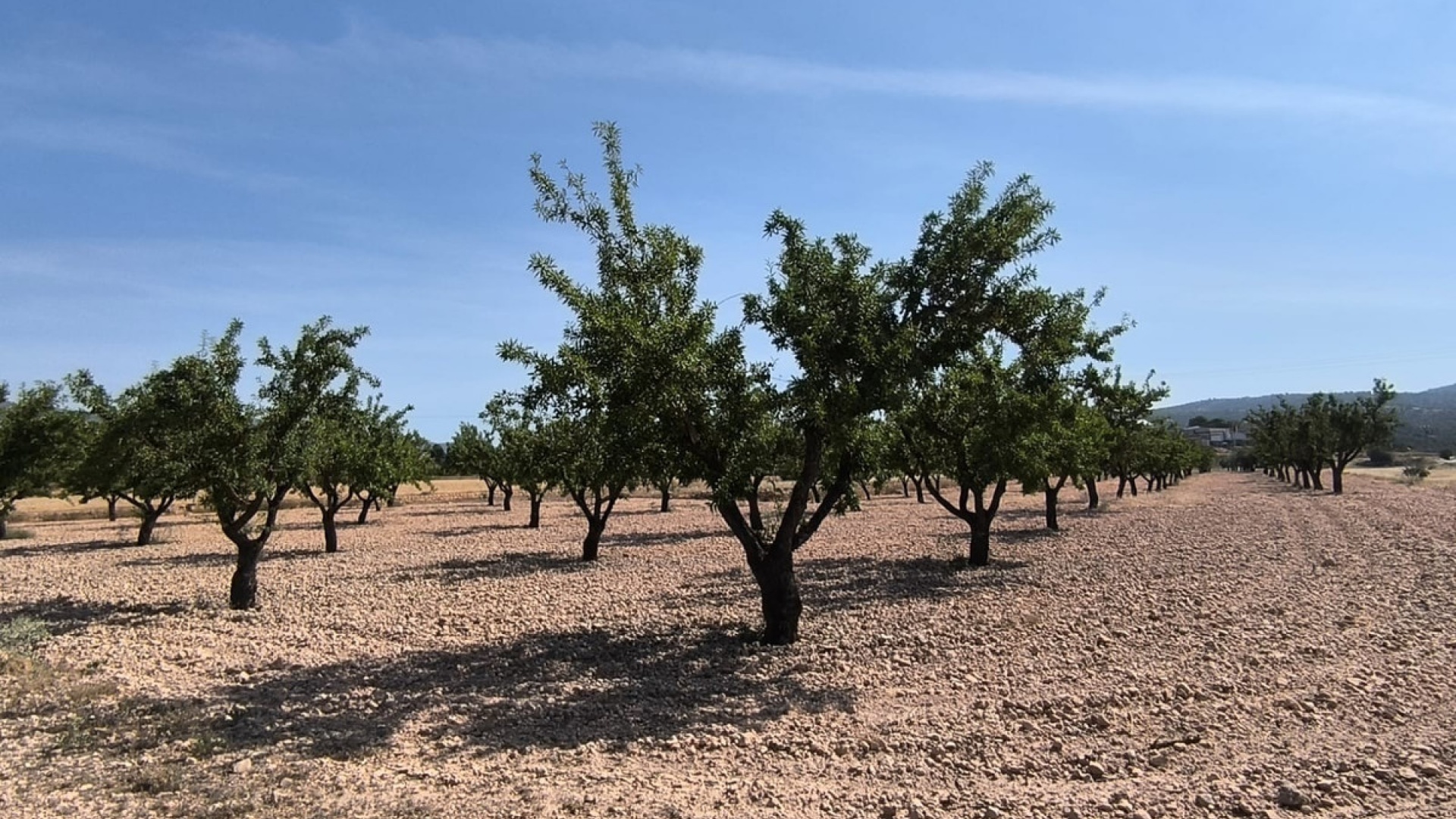Revente - Terre - Monóvar - Monòver - Monóvar - Monòver Centro