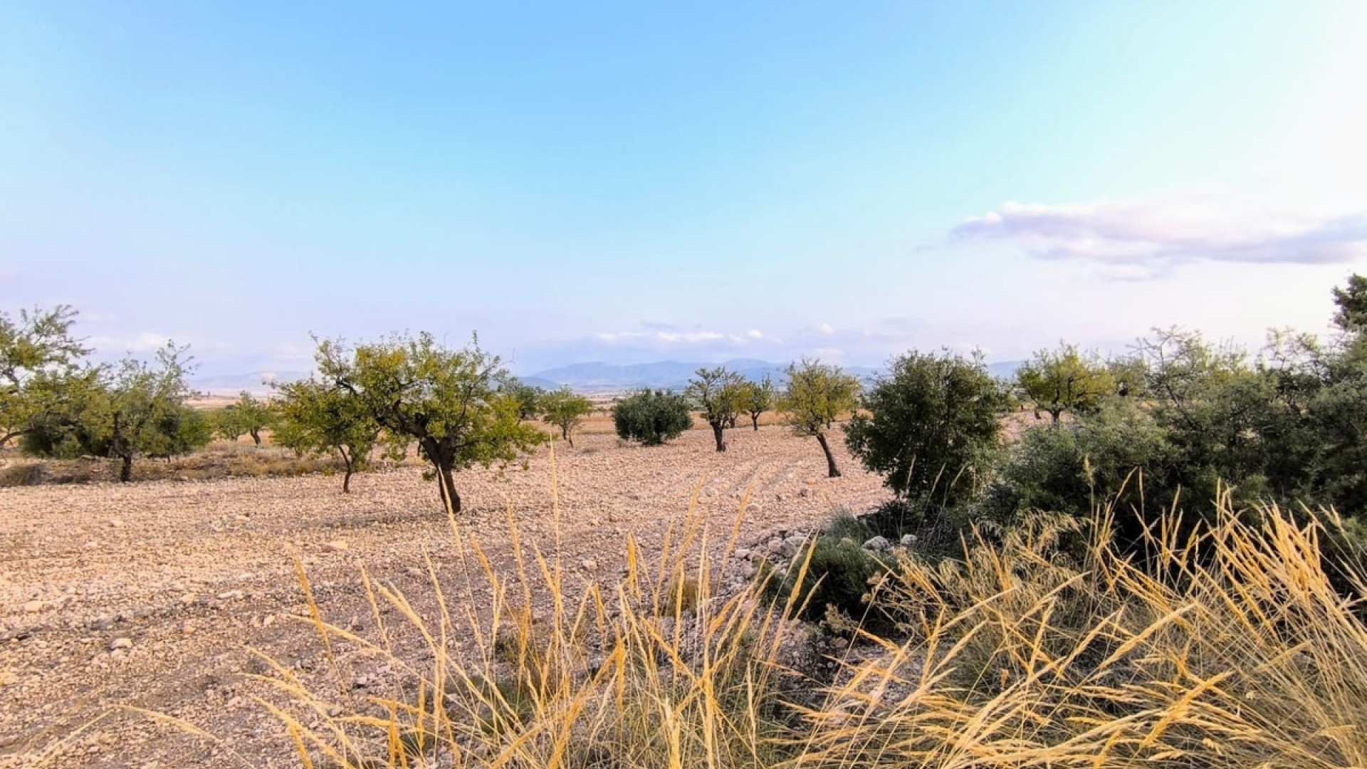 Revente - Terre - Pinoso - Pinoso Centro
