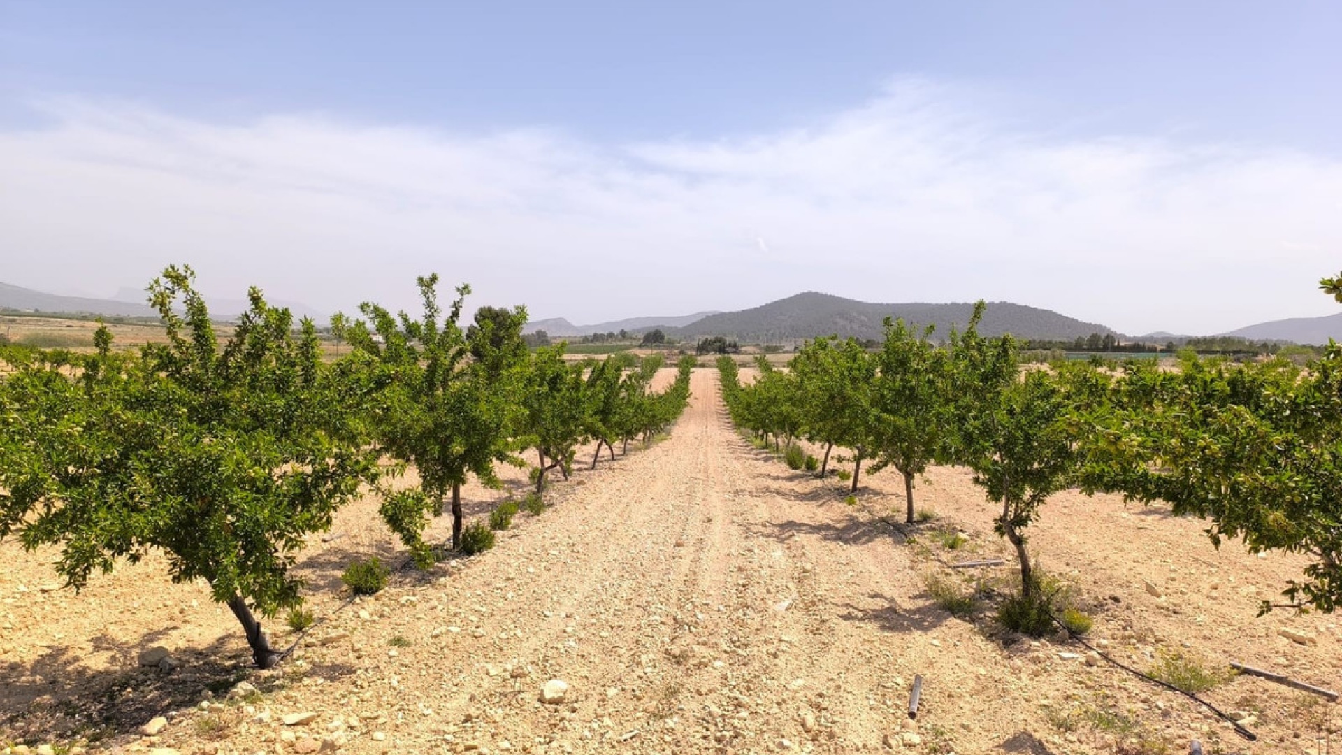Revente - Terre - Pinoso - Pinoso Centro