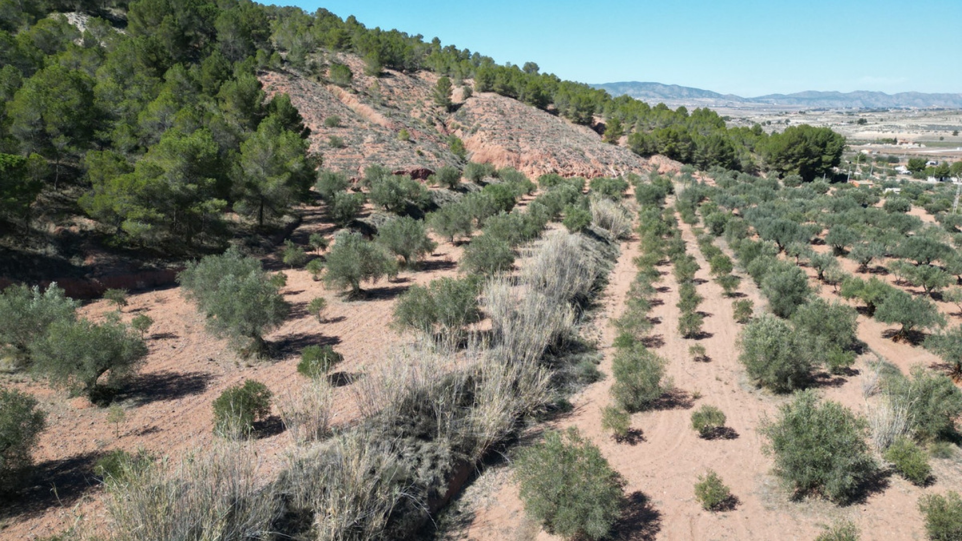 Revente - Terre - Pinoso - Pinoso Centro