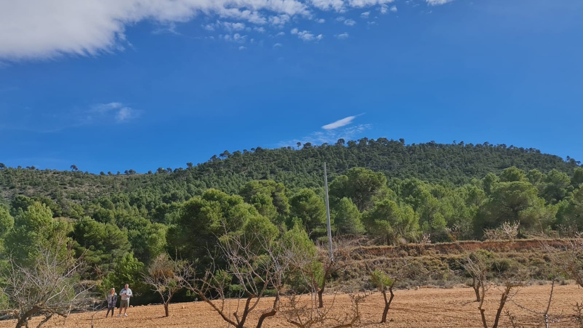 Revente - Terre - Pinoso - Pinoso Centro