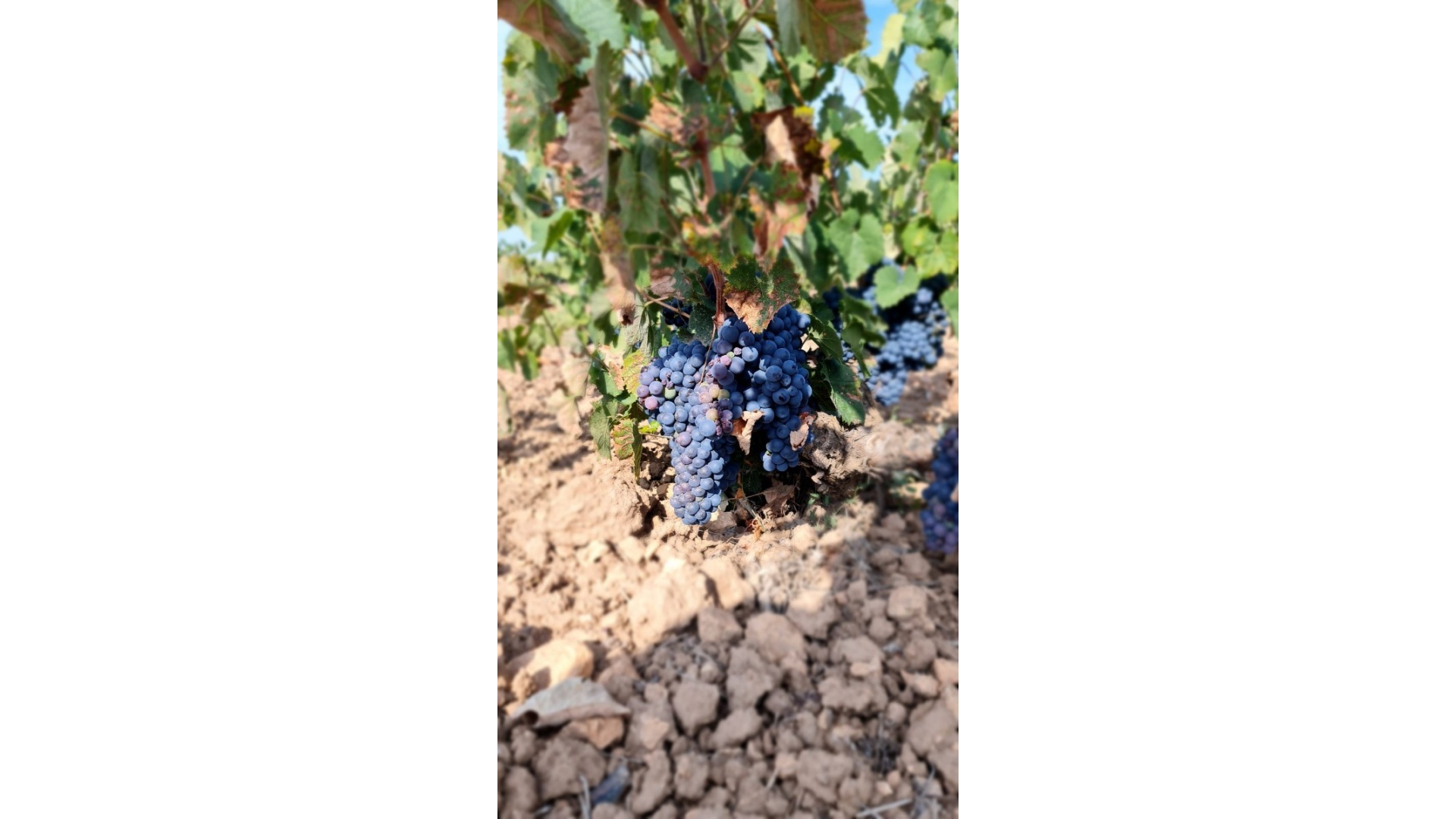 Revente - Terre - Pinoso - Pinoso Centro