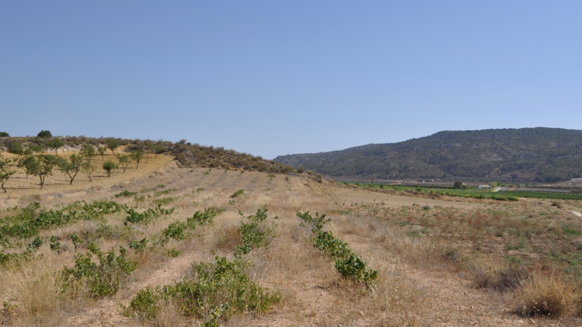 Revente - Terre - Pinoso - Pinoso Centro