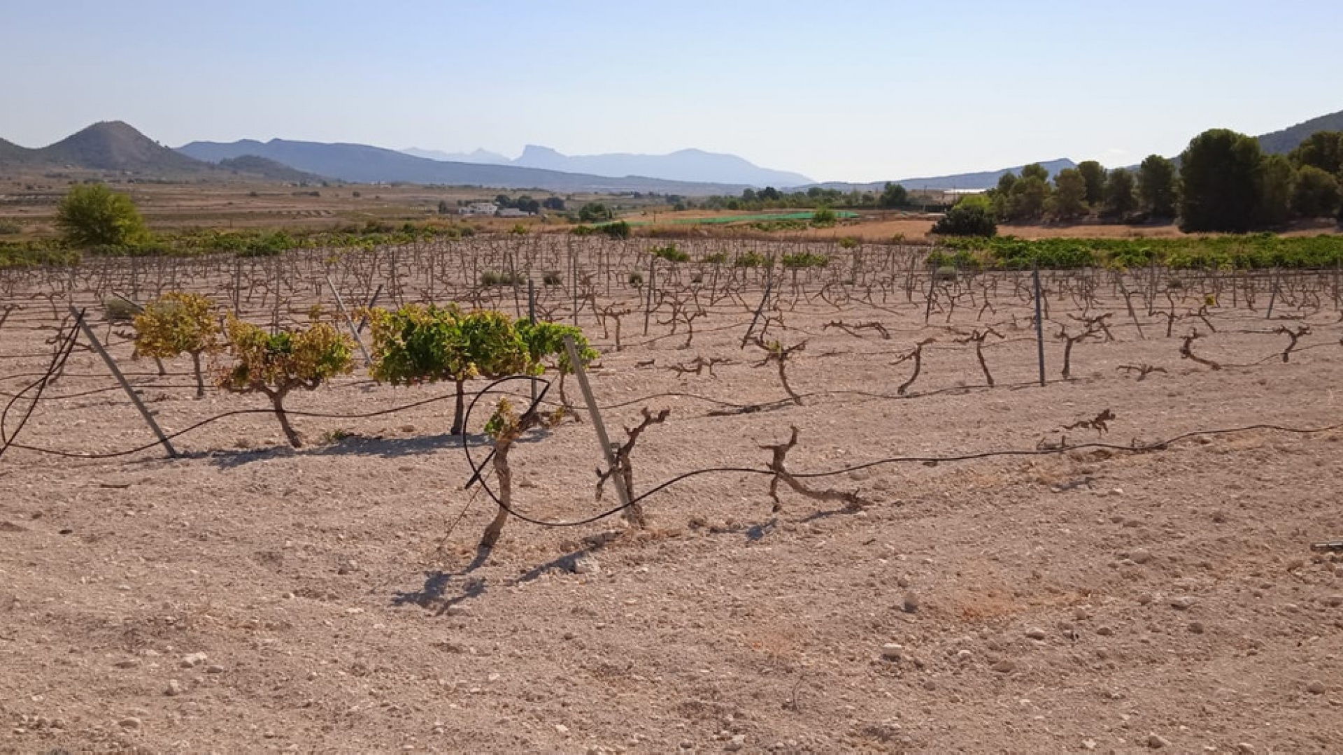 Revente - Terre - Pinoso - Pinoso Centro