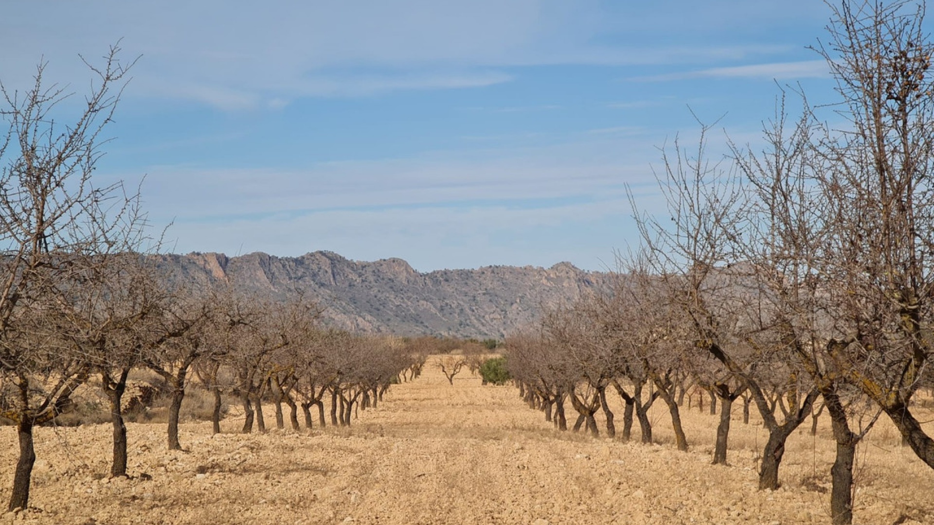 Revente - Terre - Yecla - Raspay