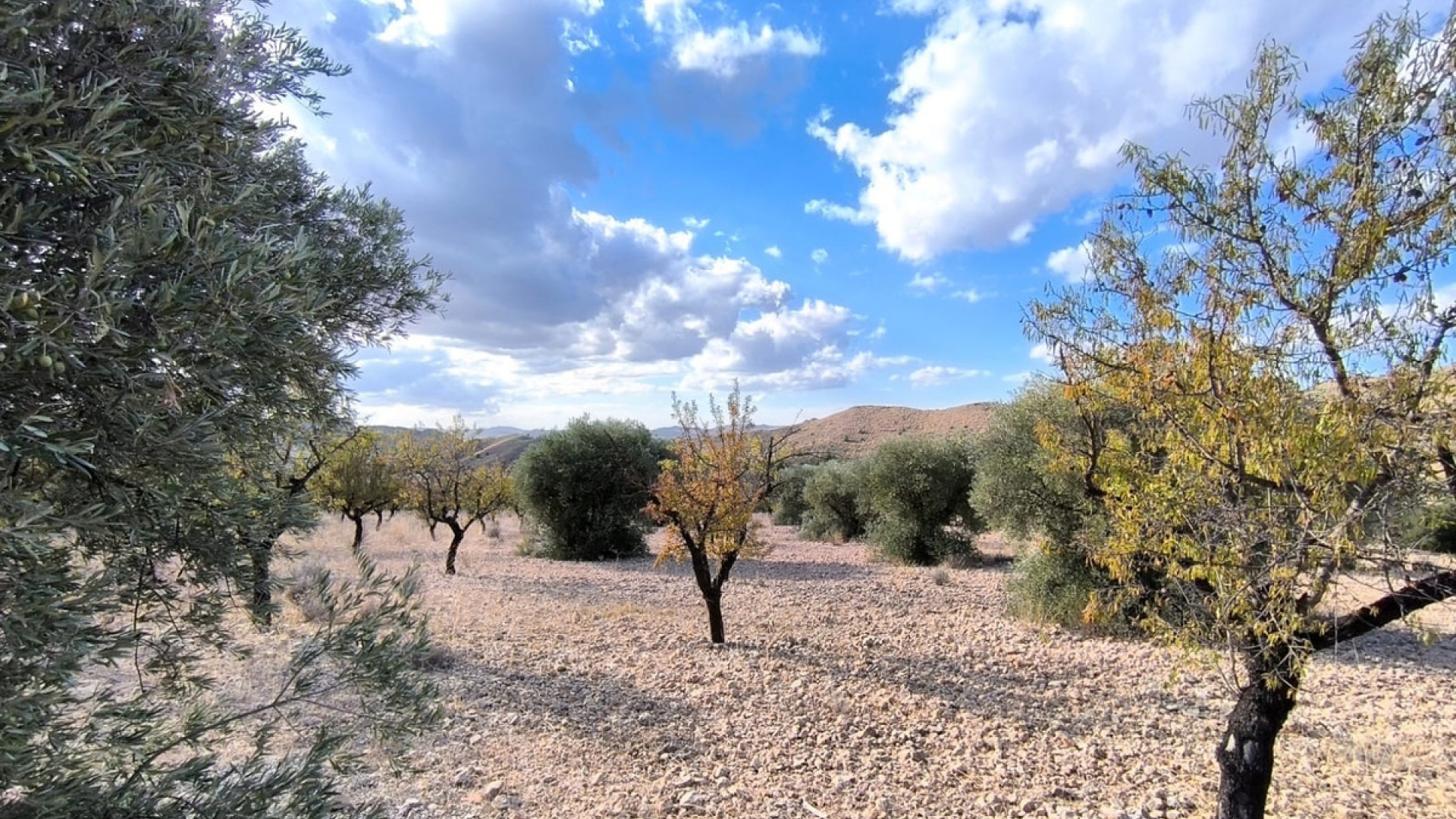 Revente - Terre - Yecla - Yecla Centro