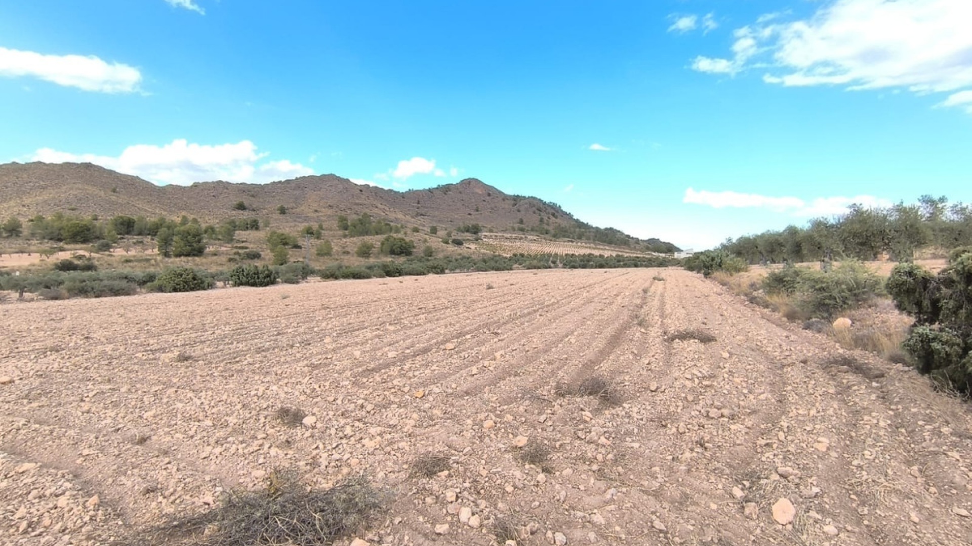 Revente - Terre - Yecla - Yecla Centro
