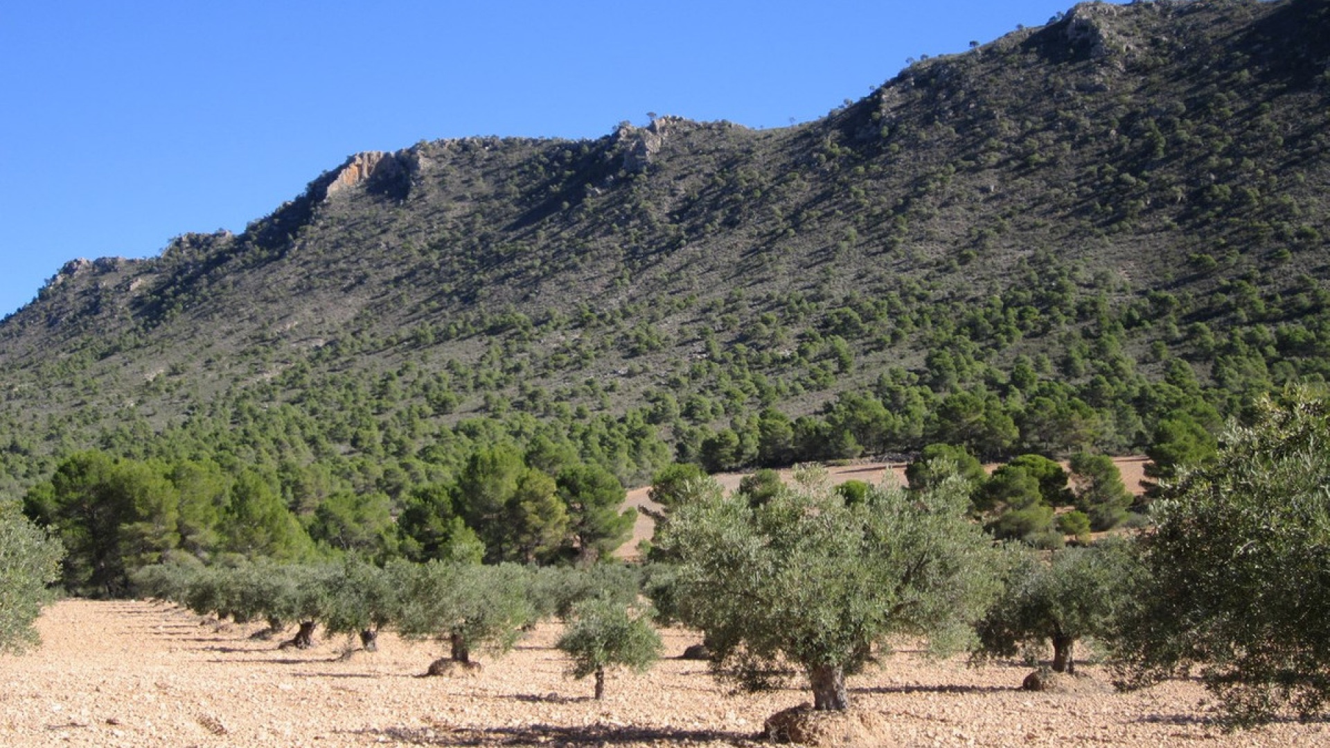 Revente - Terre - Yecla - Yecla Centro