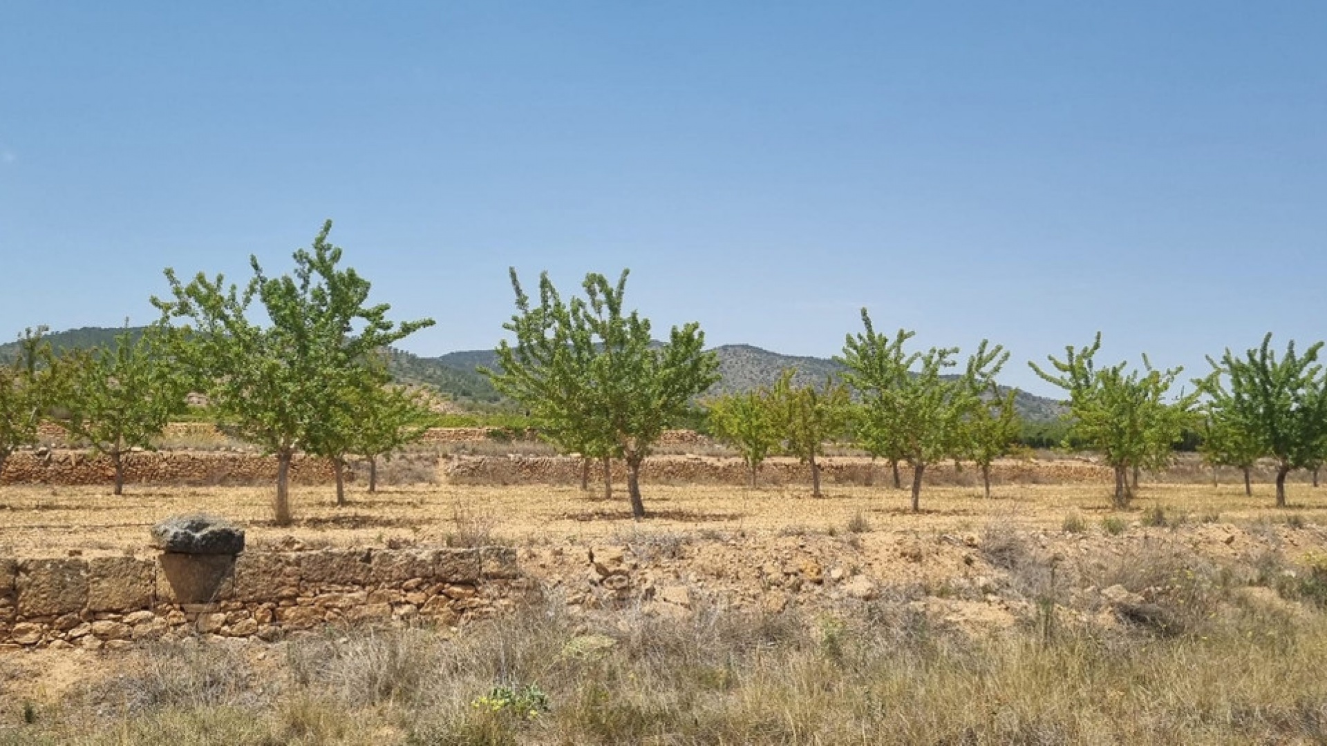 Revente - Terre - Yecla - Yecla Centro