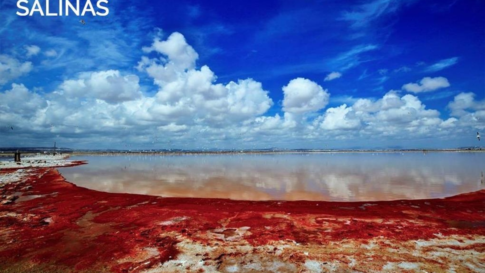 Revente - Villa - La Florida