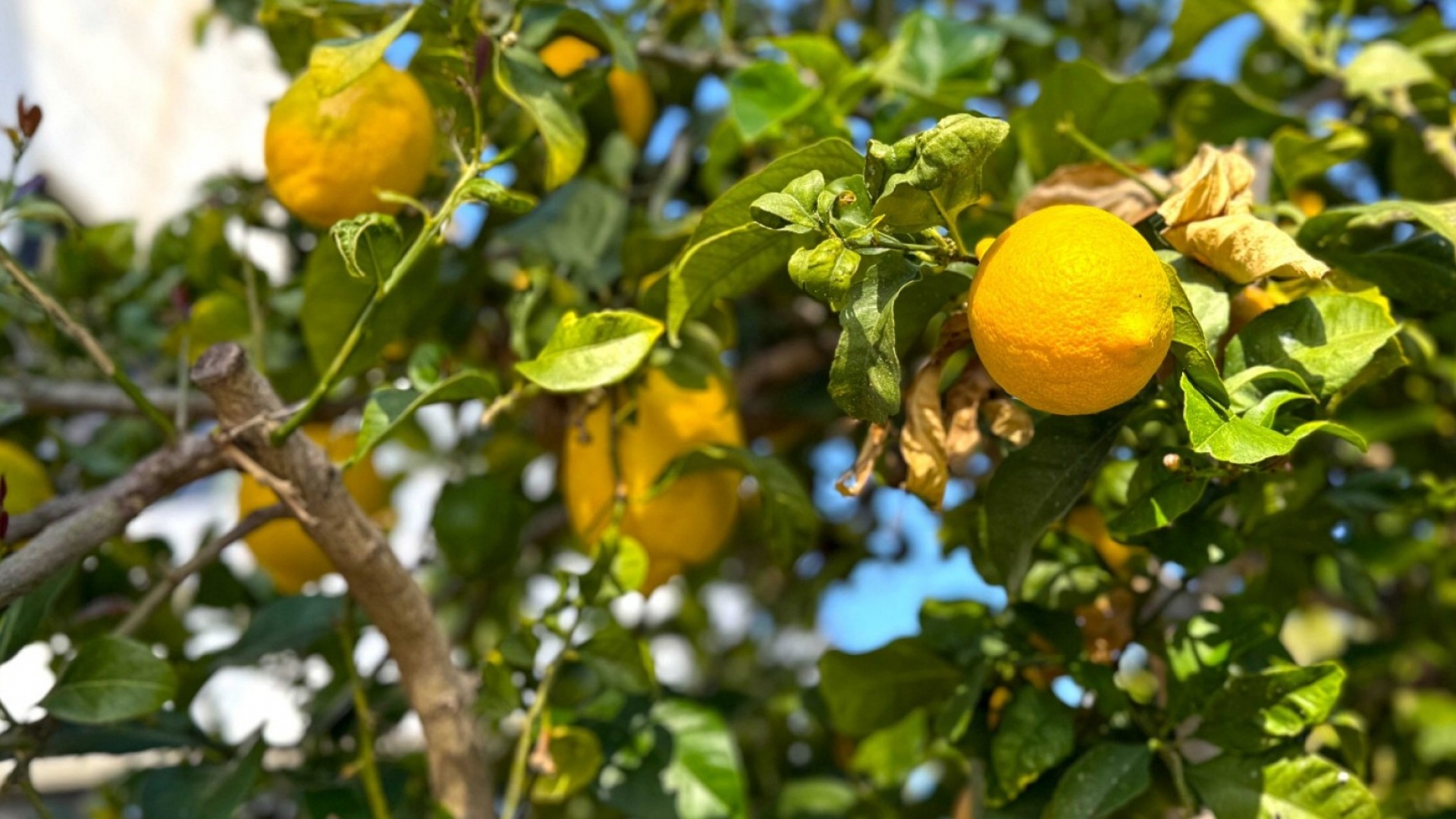 Revente - Villa - Villamartin - El Galan