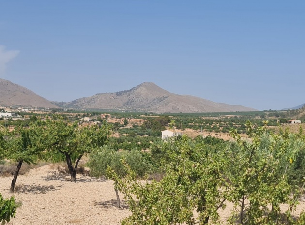 Terre - Revente - Abanilla - Abanilla Centro