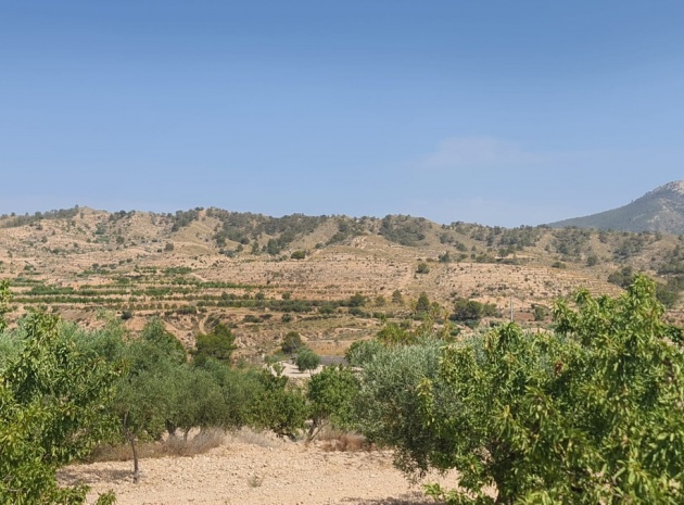 Terre - Revente - Abanilla - Abanilla Centro