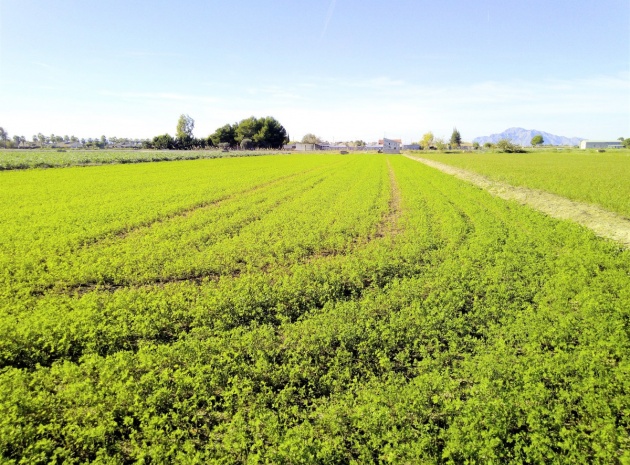 Terre - Revente - Dolores - Dolores Centro