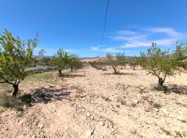 Terre - Revente - Jumilla - Jumilla Centro