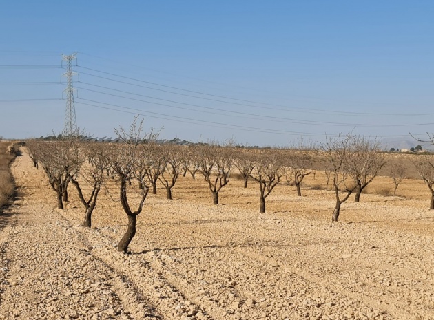 Terre - Revente - Jumilla - Jumilla Centro