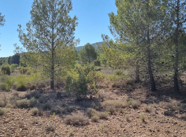 Terre - Revente - Monóvar - Monòver - Casas del Señor