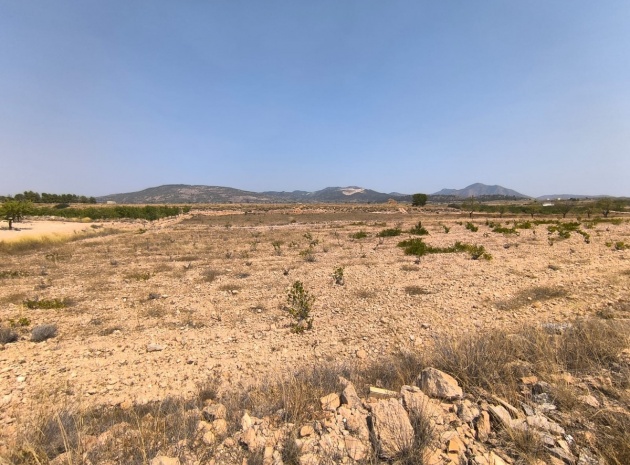 Terre - Revente - Pinoso - Pinoso Centro