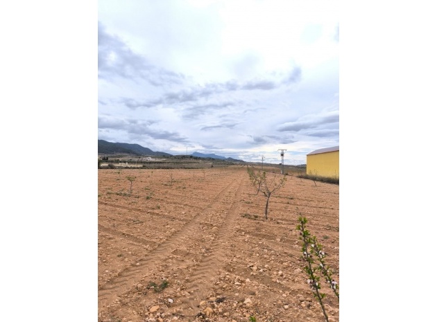 Terre - Revente - Pinoso - Pinoso Centro