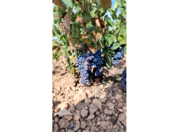 Terre - Revente - Pinoso - Pinoso Centro