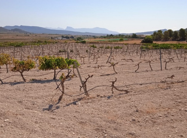 Terre - Revente - Pinoso - Pinoso Centro