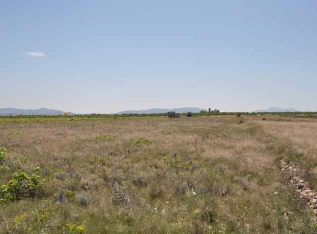 Terre - Revente - Pinoso - Pinoso Centro