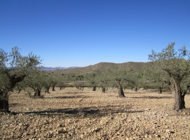 Terre - Revente - Villena - Villena Centro