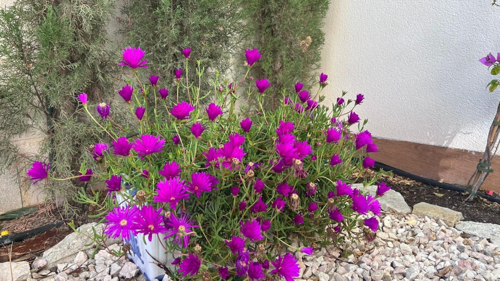 Wederverkoop - Appartement - Finestrat