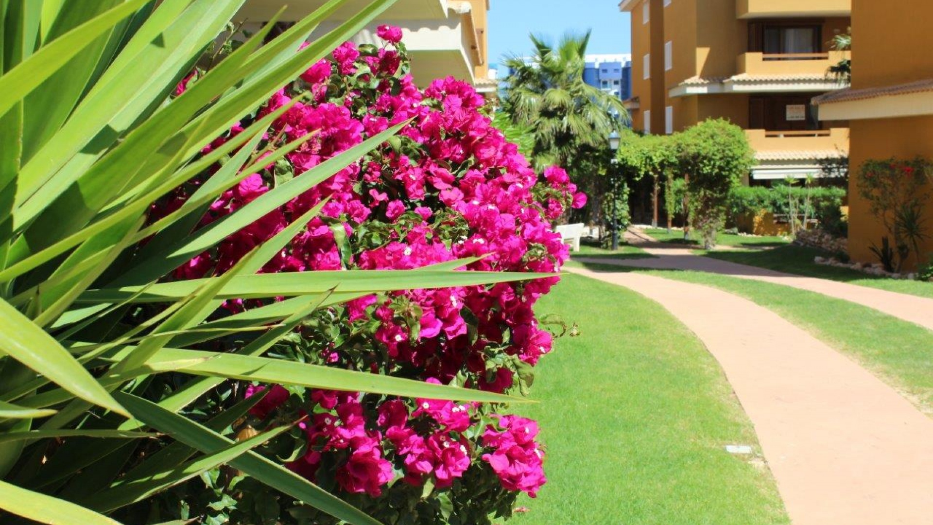 Wederverkoop - Appartement - Punta Prima - la entrada