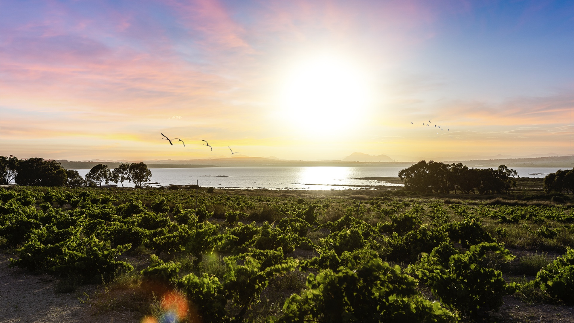 Wederverkoop - Appartement - Torrevieja - jardin del mar