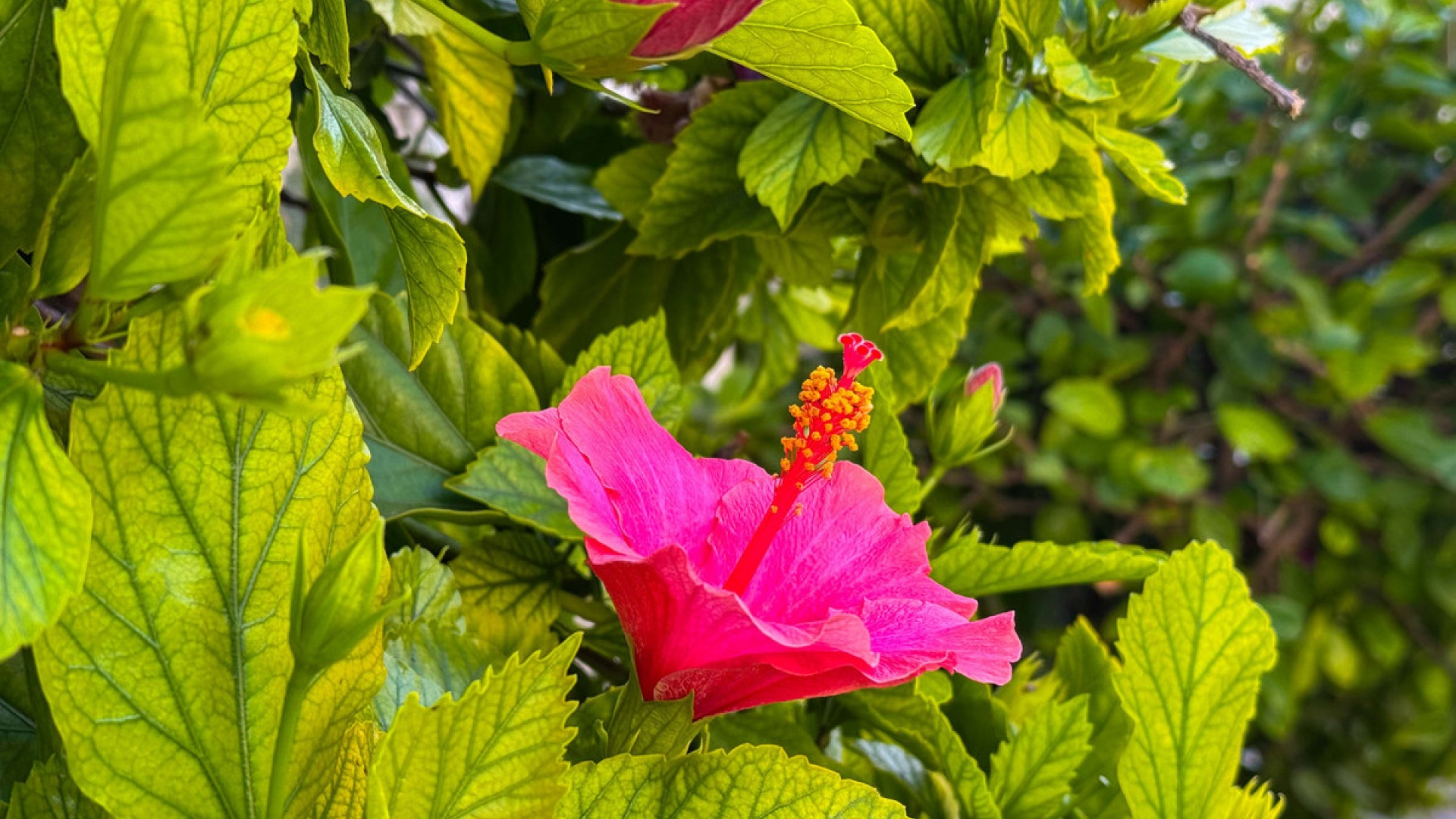 Wederverkoop - Appartement - Torrevieja - Torrevieja Centro