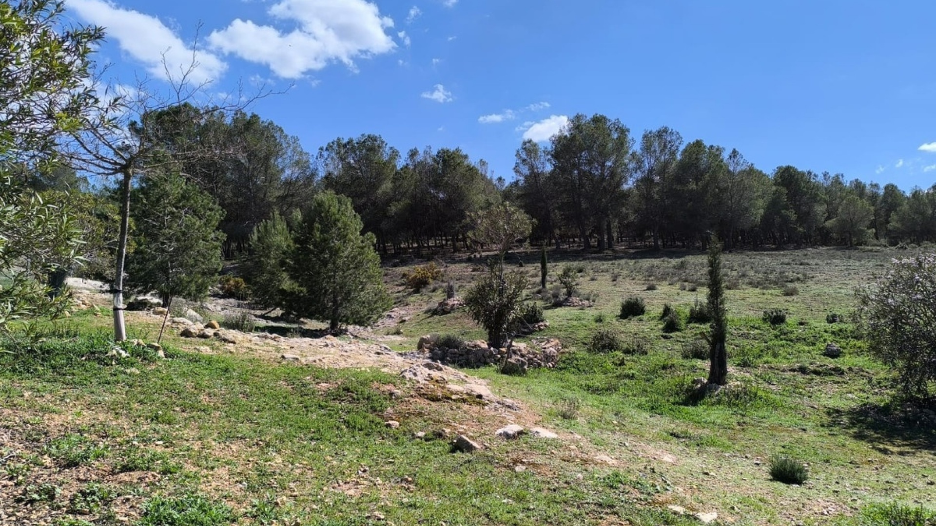 Wederverkoop - Country Property - Villena - Villena Centro