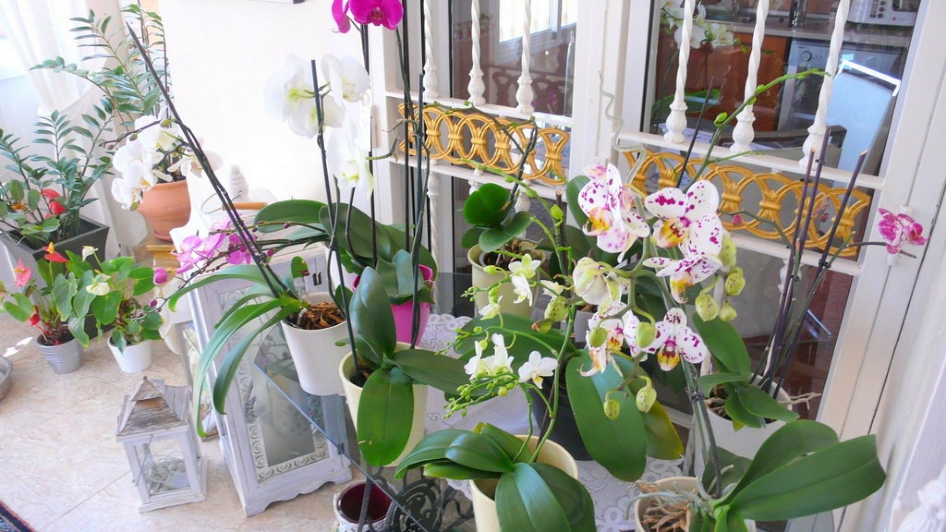 Wederverkoop - Finca Landgoed - Dolores