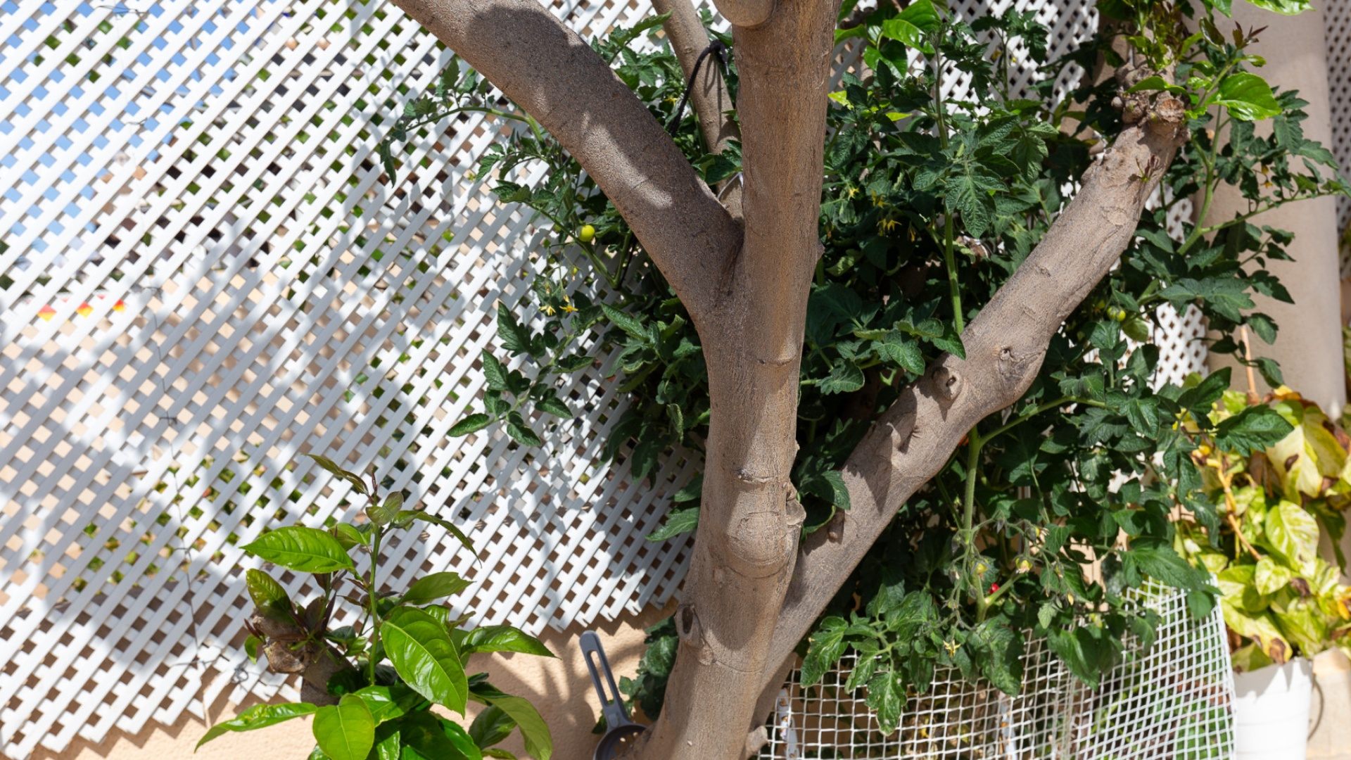 Wederverkoop - Herenhuis - La Zenia - golden zenia