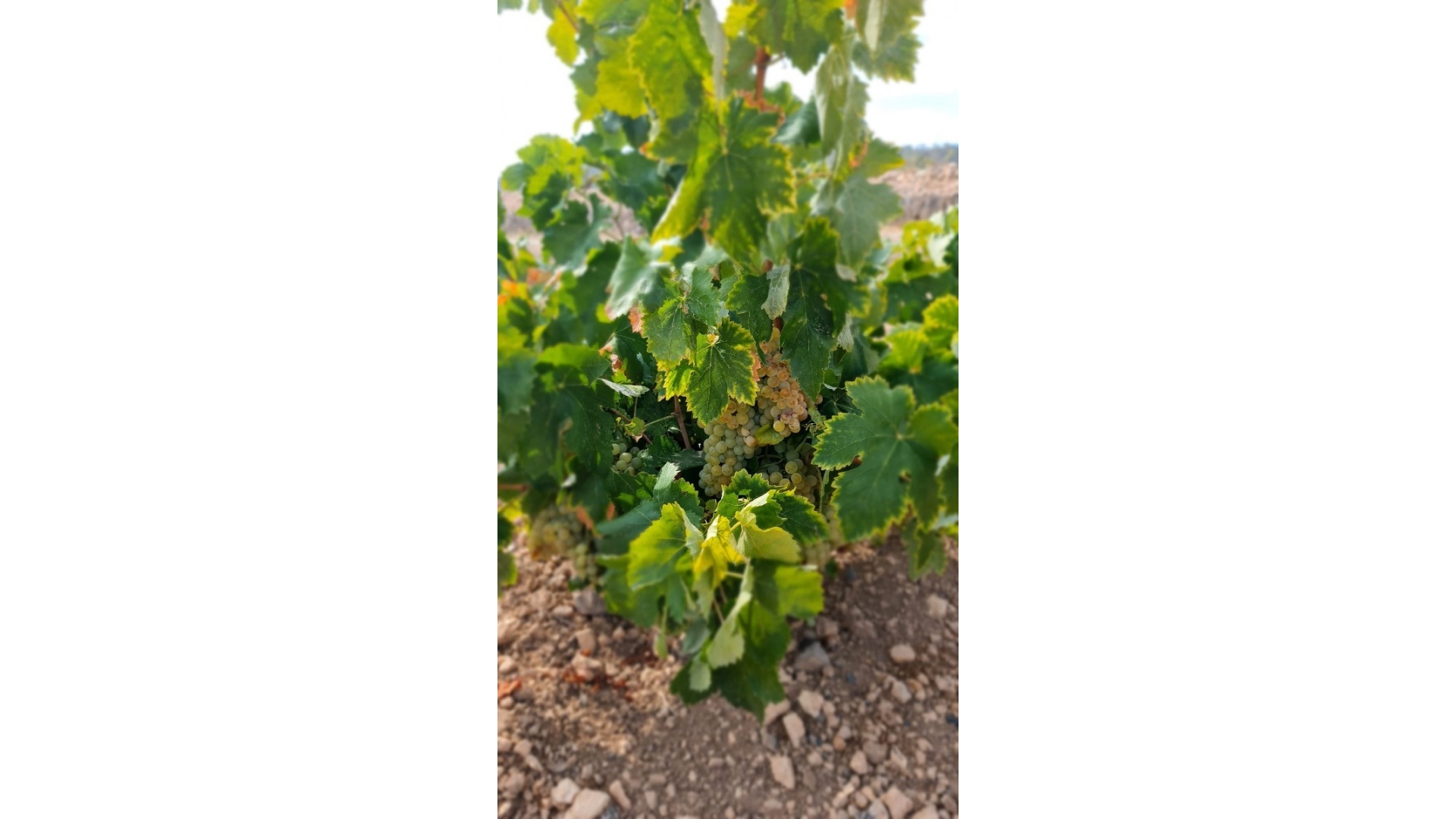 Wederverkoop - Land - Abanilla - Abanilla Centro